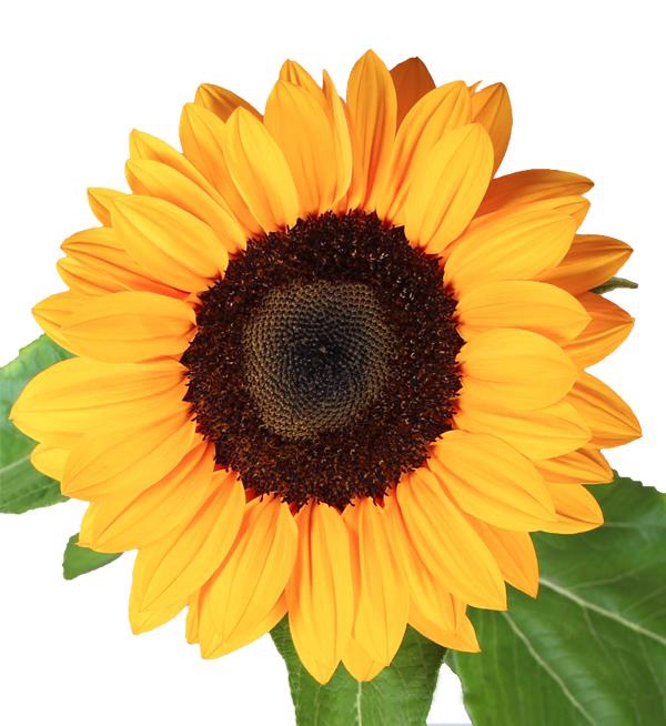 <h4>Helianthus Vincent's Choice</h4>