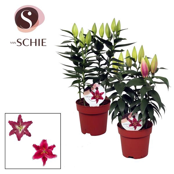 <h4>Lilium Oriental Mix 17cm</h4>