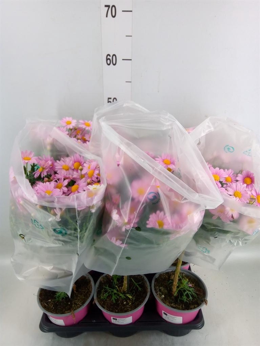 <h4>Argyranthemum   ...</h4>