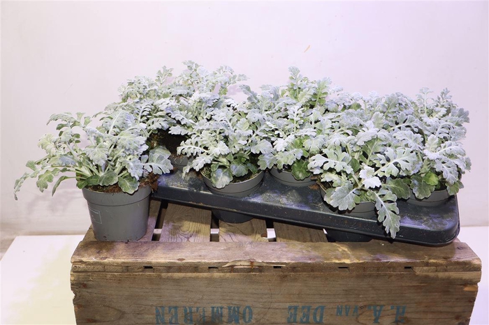 <h4>arr8 Jacobaea Maritima</h4>