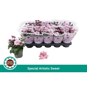 Chrysant Special Artistic Sweet