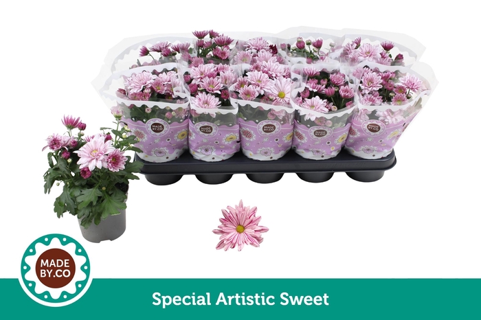 <h4>Chrysant Special Artistic Sweet</h4>