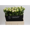 Paeonia Princess Bride
