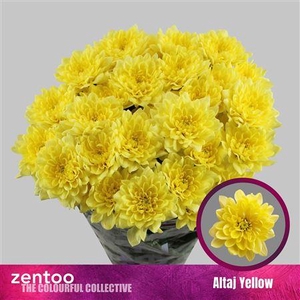 Chr T Altaj Yellow