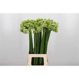Ornithogalum Saundersiae