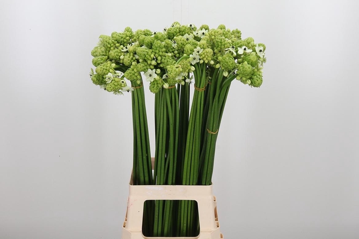 <h4>Ornithogalum Saundersiae</h4>