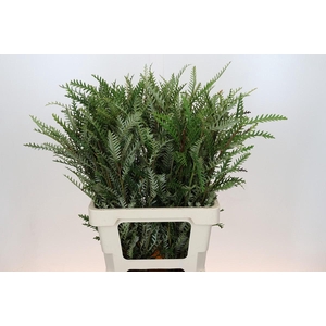 Grevillea Ivanhoe Spray