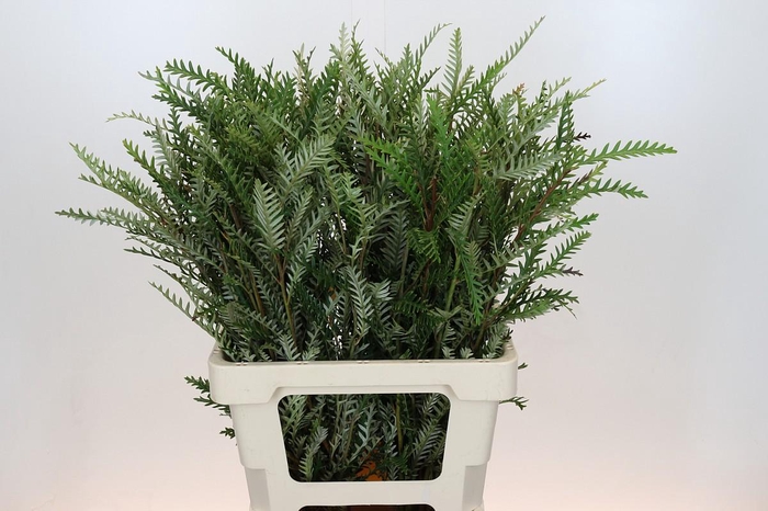 Grevillea Ivanhoe Spray