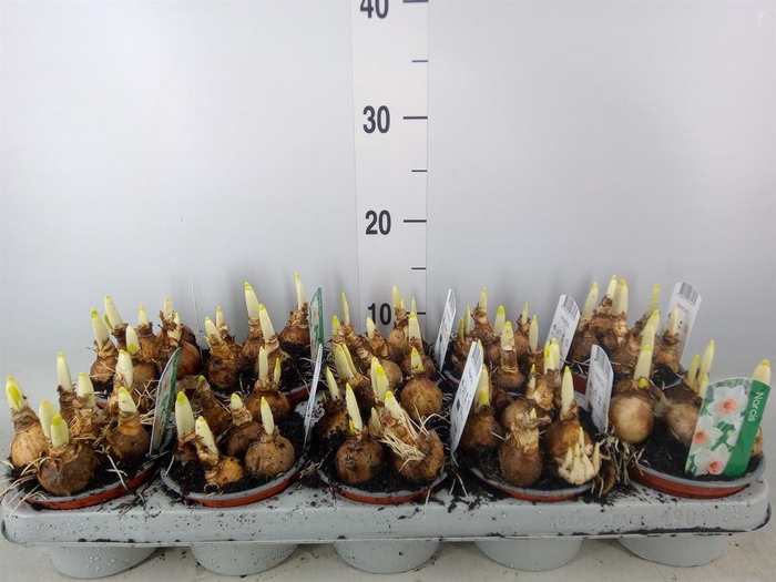 <h4>Narcissus ...</h4>