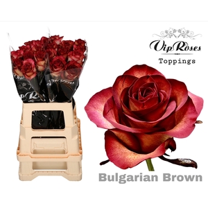 R Gr Bulgarian Brown
