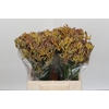 Anigozanthos Bush Blitz