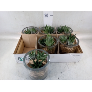 Arr.   Kamerplant Groen L%