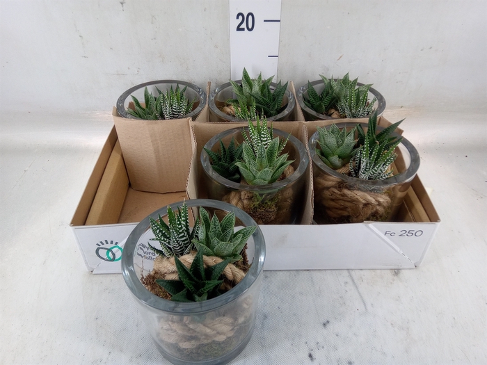 <h4>Arr.   Kamerplant Groen L%</h4>