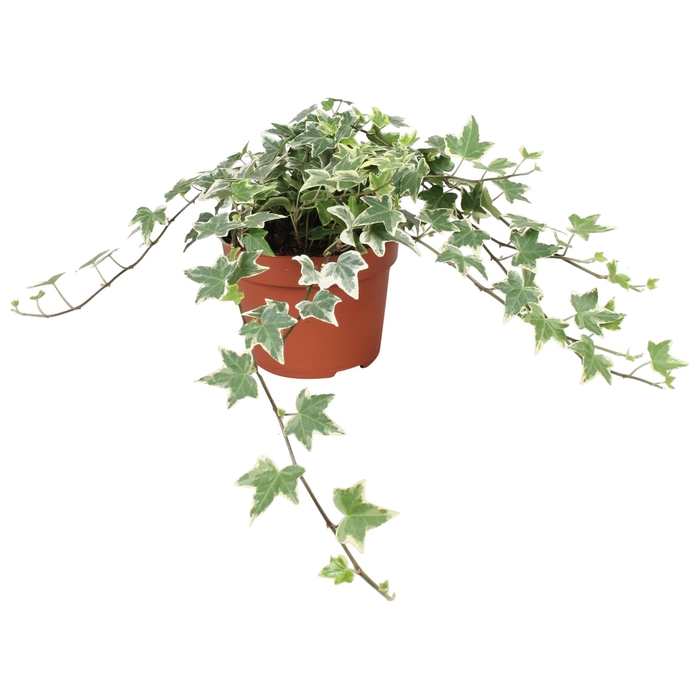 <h4>Hedera helix 'Eva'</h4>