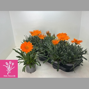 GAZ GAZOO CL ORANGE