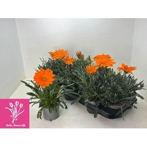 GAZ GAZOO CL ORANGE