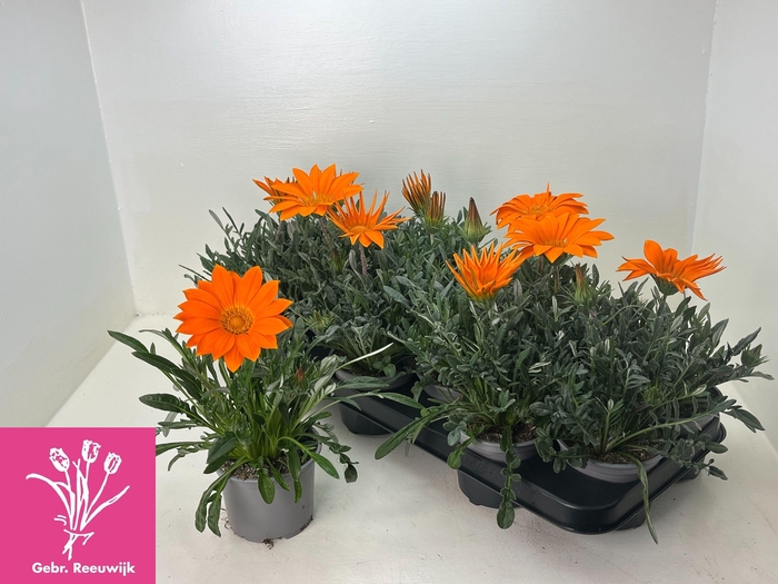 <h4>GAZ GAZOO CL ORANGE</h4>