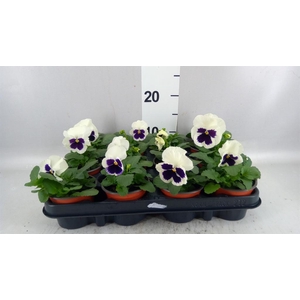 Viola wr. 'Colossus White wBlotch'