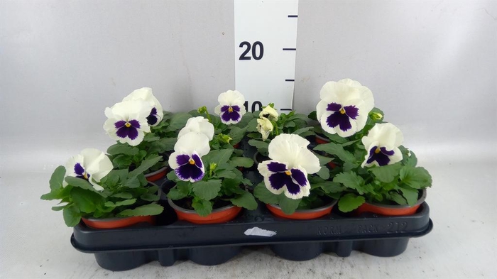 <h4>Viola wr. 'Colossus White wBlotch'</h4>