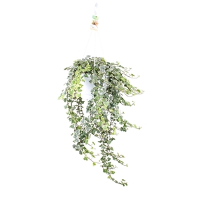 Hedera helix White wonder - hang/XXL