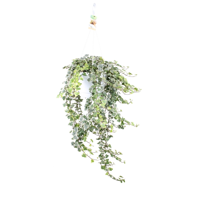 <h4>Hedera helix White wonder - hang/XXL</h4>