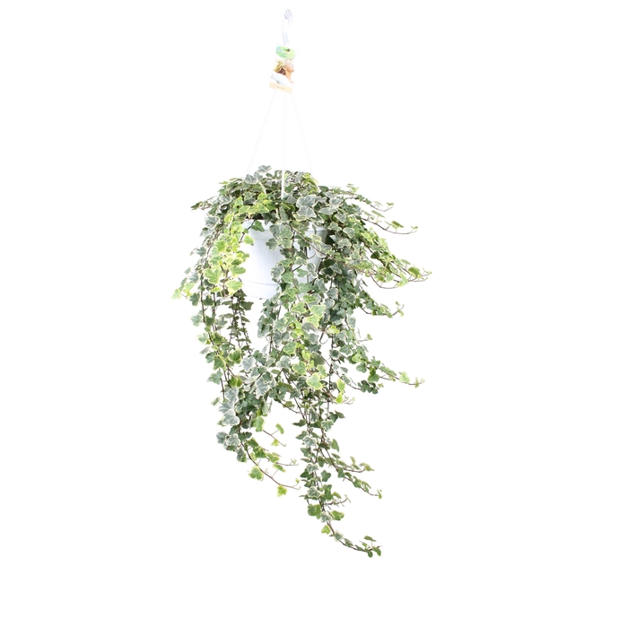 Hedera helix White wonder - hang/XXL