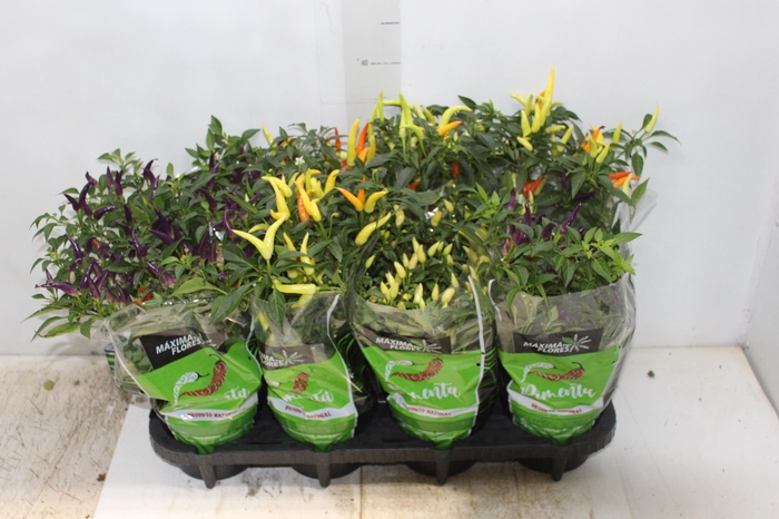 <h4>PIMENTA P14</h4>