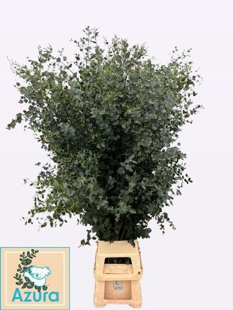 <h4>EUCA GU AZURA 200CM</h4>