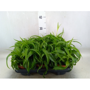 Chlorophytum com. 'Green Bonnie'