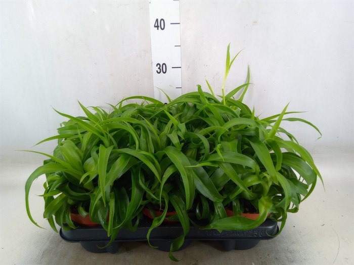 <h4>Chlorophytum com. 'Green Bonnie'</h4>