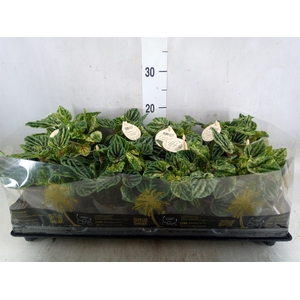 Peperomia