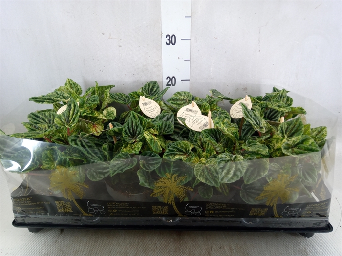 <h4>Peperomia</h4>