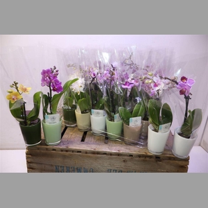 Phal Mini Mix In Glass
