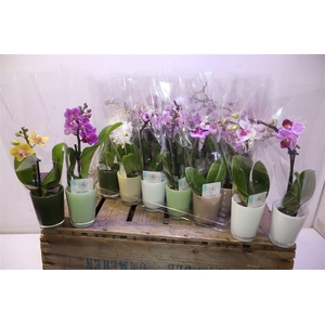 Phal Mini Mix In Glass