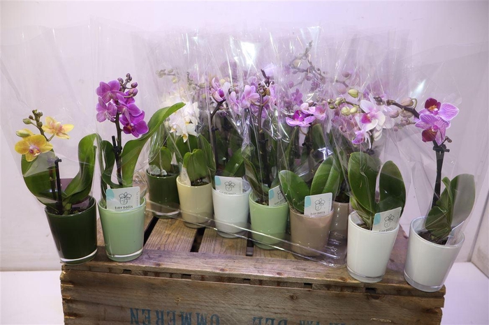<h4>Phal Mini Mix In Glass</h4>