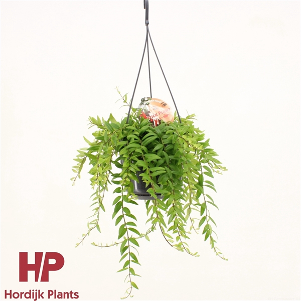 <h4>Aeschynanthus 'Japhrolepis'</h4>