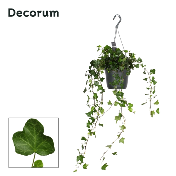 <h4>Hedera Helix Wonder</h4>