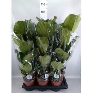 Ficus lyrata