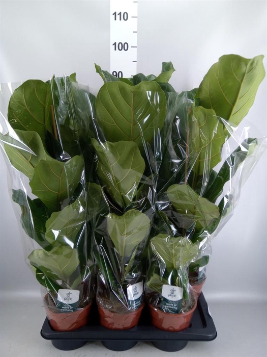 <h4>Ficus lyrata</h4>