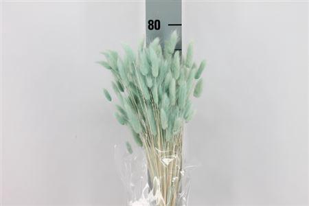 <h4>Dried Lagurus Bleached Tiffany Bs</h4>