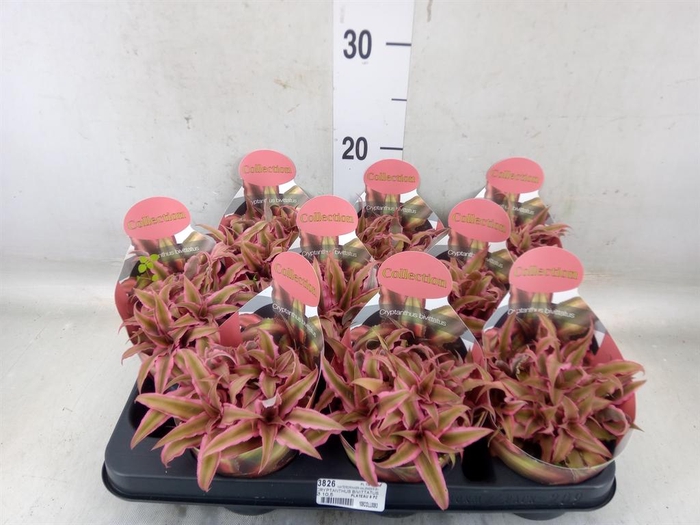 <h4>Cactus   ...</h4>