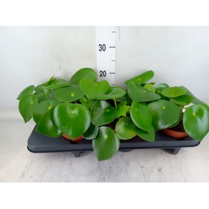 Peperomia polybotrya 'Raindrop'