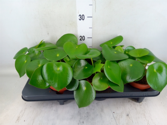 <h4>Peperomia polybotrya 'Raindrop'</h4>