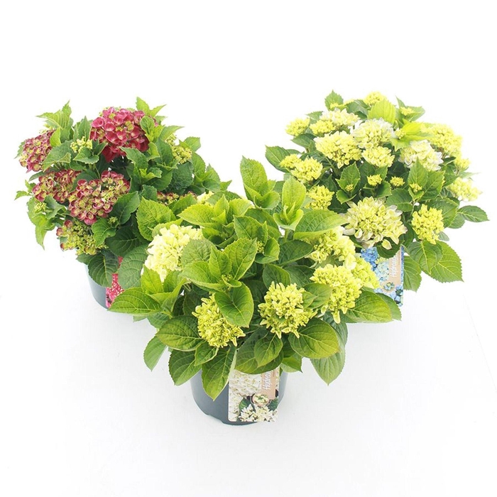 Hydrangea macrophylla