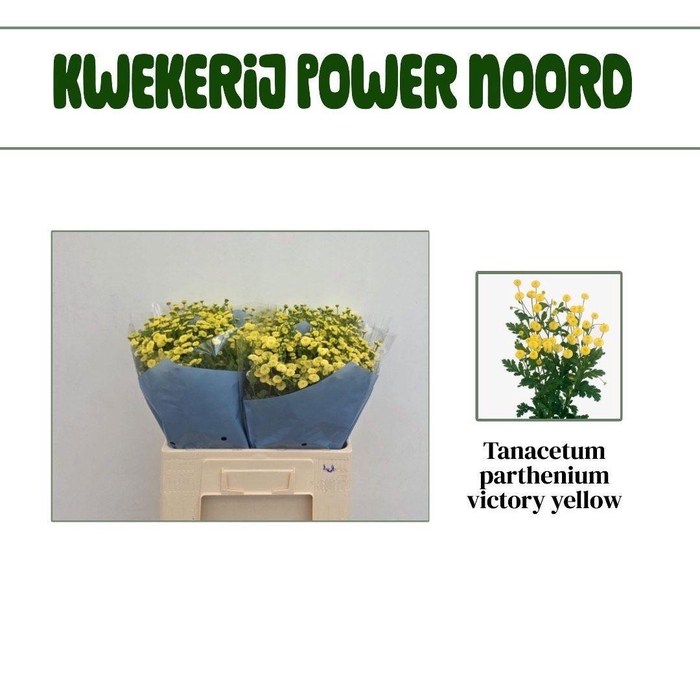 <h4>TANA PA VICTORY YELL</h4>