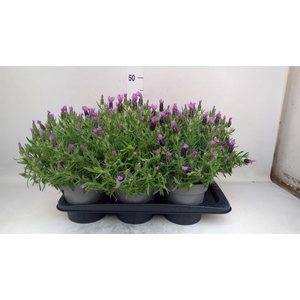 Lavandula stoec. 'Flirt'