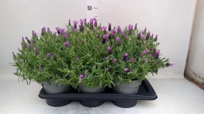 <h4>Lavandula stoec. 'Flirt'</h4>