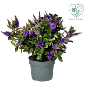 Hebe Addenda blauw