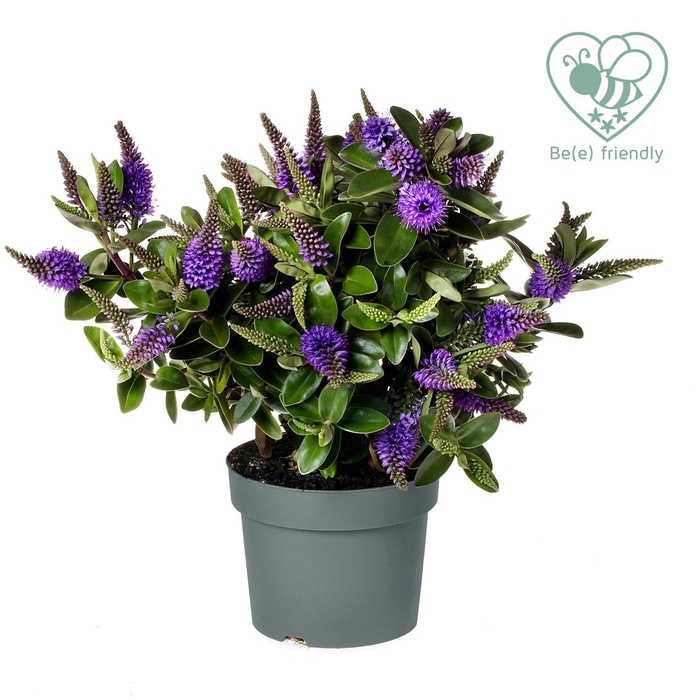 <h4>Hebe Addenda blauw</h4>