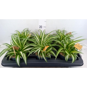 Chlorophytum com. 'Variegatum'